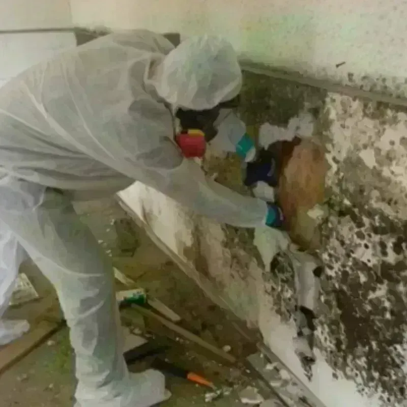 Mold Remediation and Removal in Mead, CO